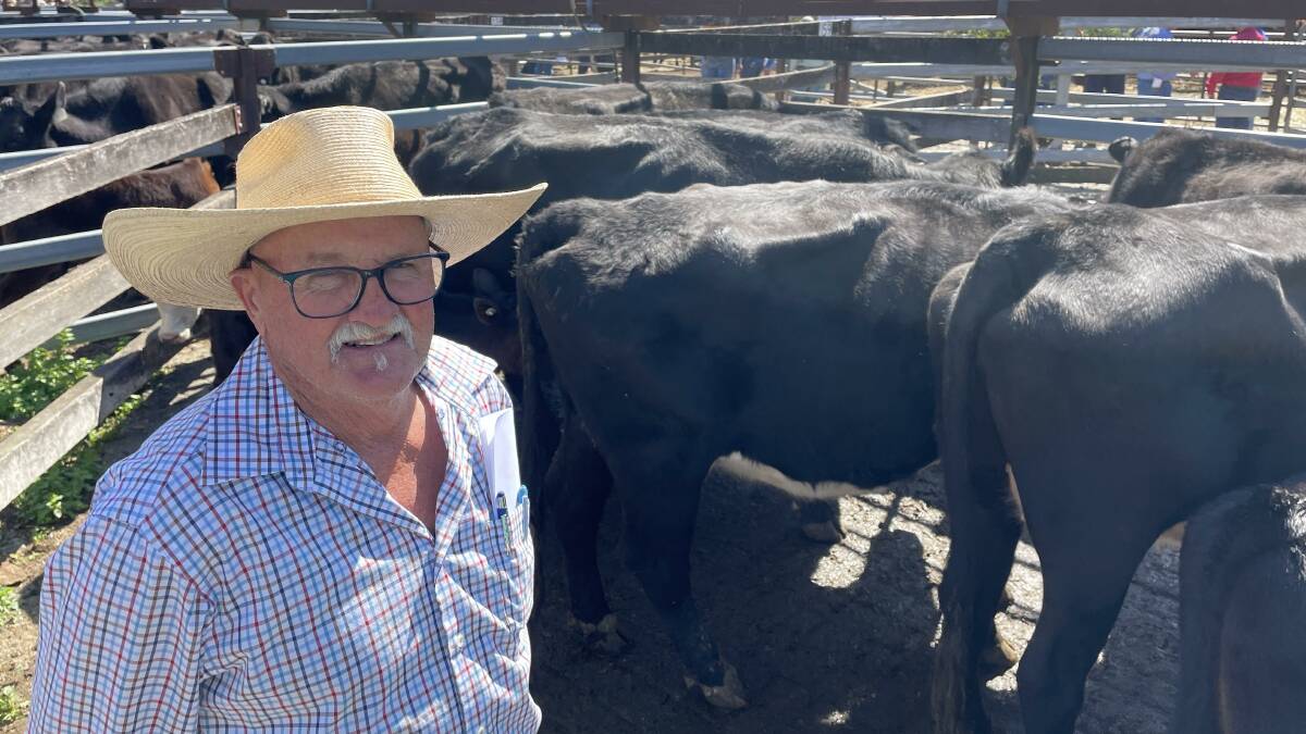 Hugh Wilson, Bowman Farm, Gloucester, sold four- to six-year-old cows with calves for $1300 at Gloucester last Friday. Picture by Simon Chamberlain.