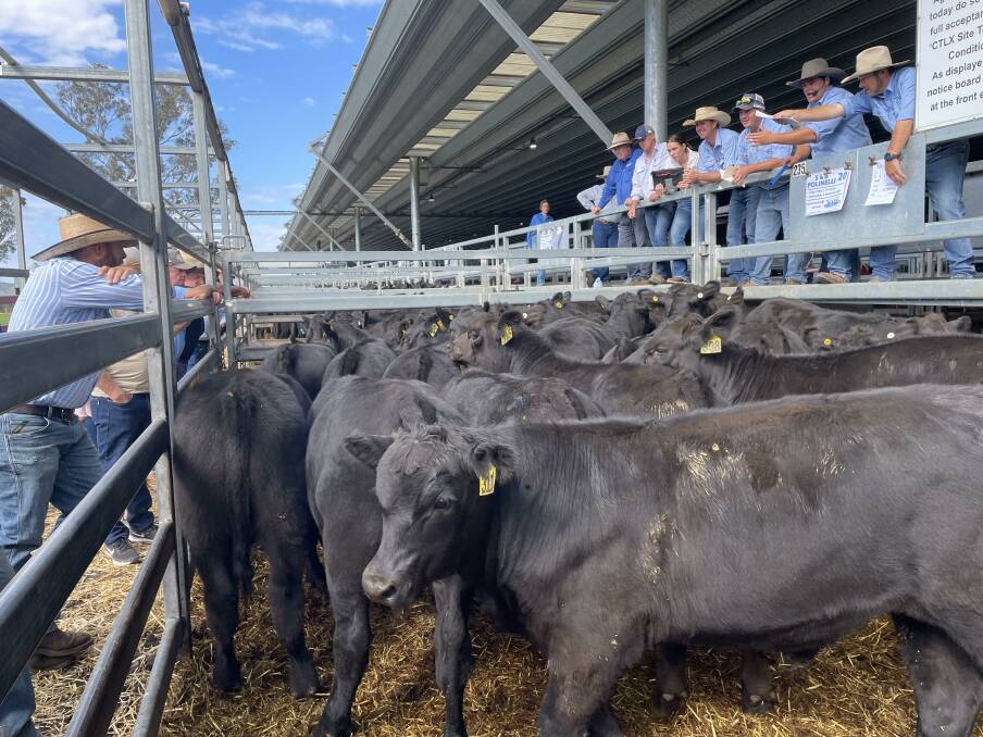 Sale action during the Central Tablelands Livestock Exchange, Carcoar, March store cattle sale. Picture by Karen Bailey.