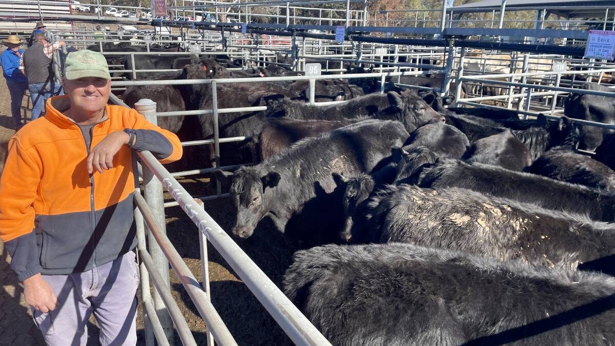 Harry and Jill Brice, Mumglebar, Cobargo, sold 374kg 11-month-old Angus heifers for $1105 a head or 295c/kg at Bega last Thursday. Picture by Hayley Warden.