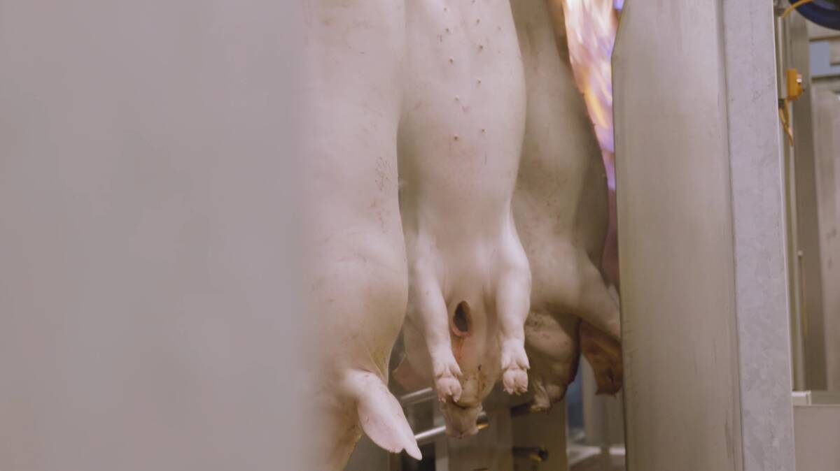 More than five million pigs are processed in Australia each year. Image - Australian Pork
