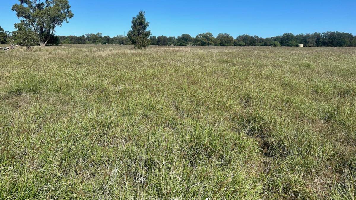 The grazing paddocks feature excellent stands of buffel, in addition to summer varieties including Mitchell grass. Picture supplied