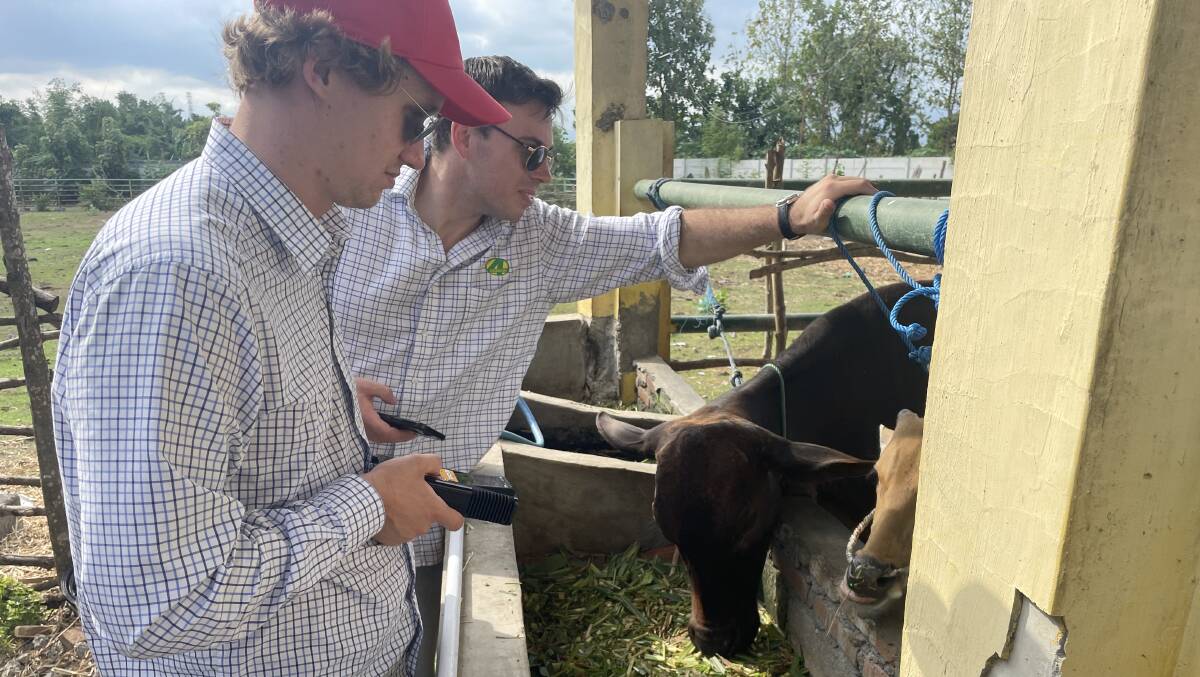 Josh Olsson and Matt Anschau from the 4 Season Company are working to improve Indonesia's food security by improving the productivity of livestock.