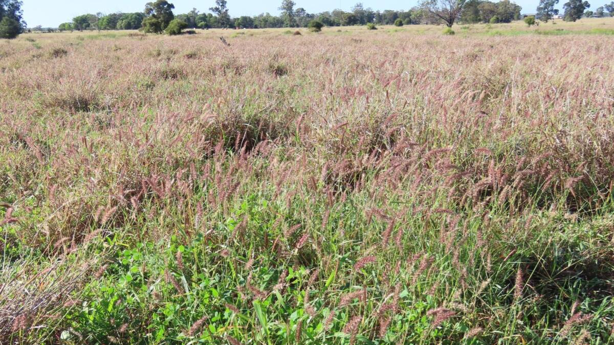 There are excellent stands of blue grass, buffel, green panic pastures as well as a good coverage of natural winter clover. Picture supplied