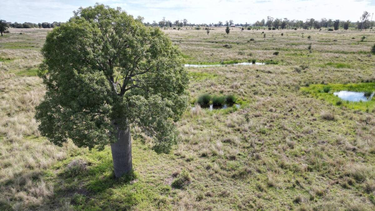 Bottletree is quality a 165 hectare Western Downs property in the highly regarded Red Hill district. Picture supplied