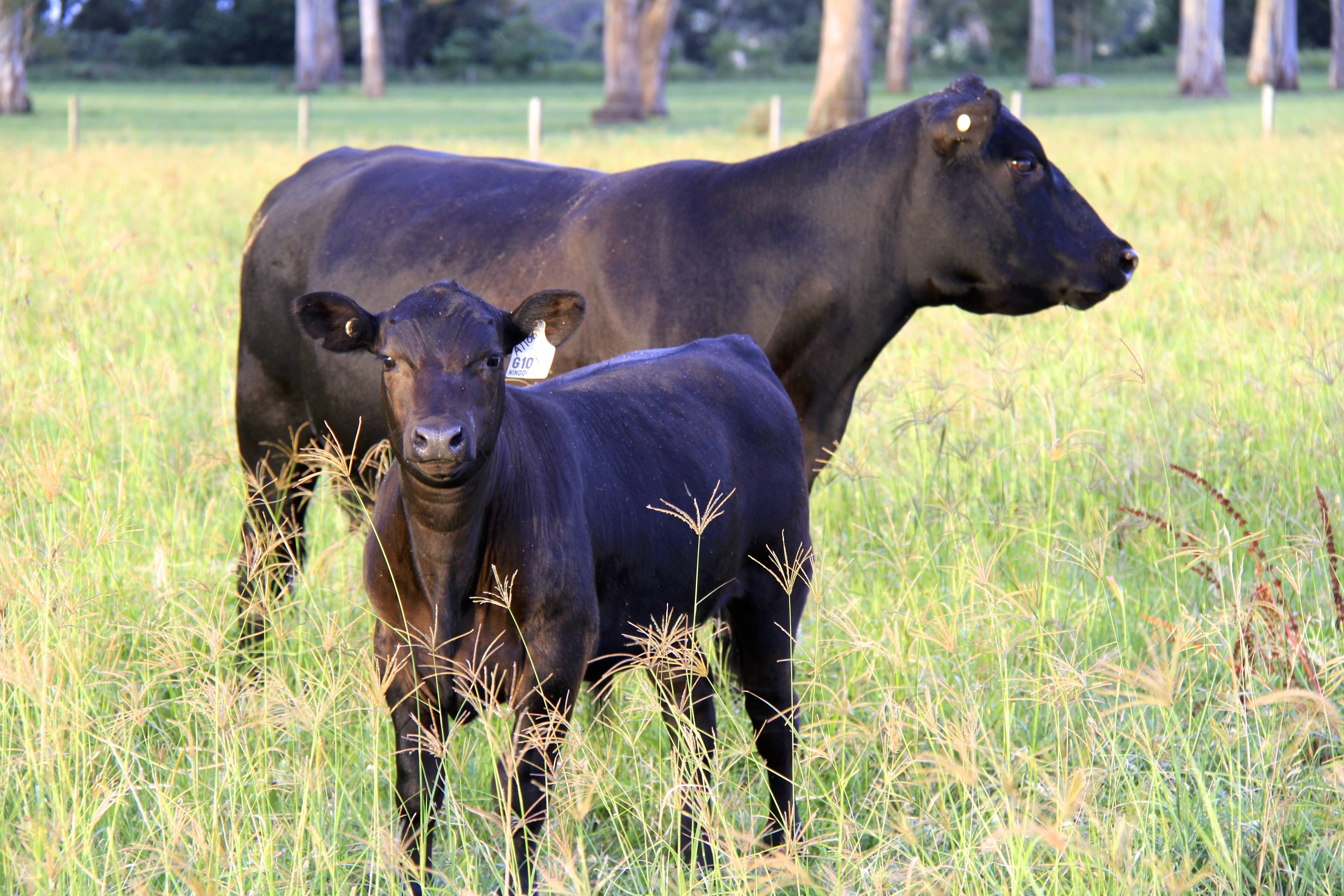 A Guide to Udder and Teat Scoring Beef Cows