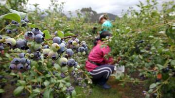 Seasonal pickers have long been targeted by unscrupulous employers. 